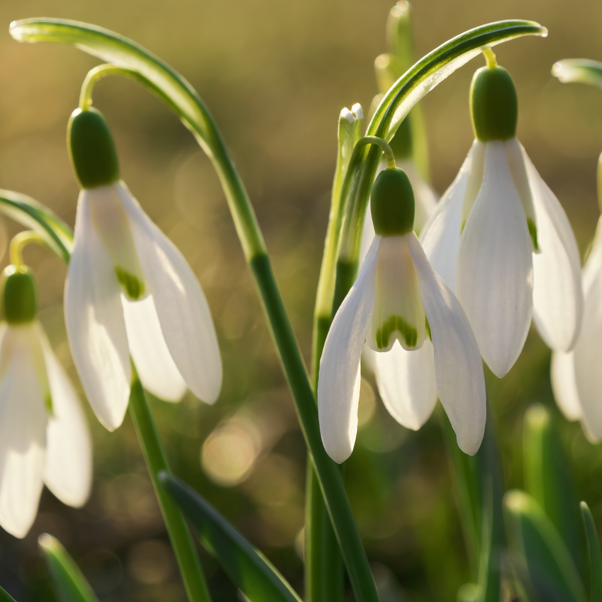 Snowdrops