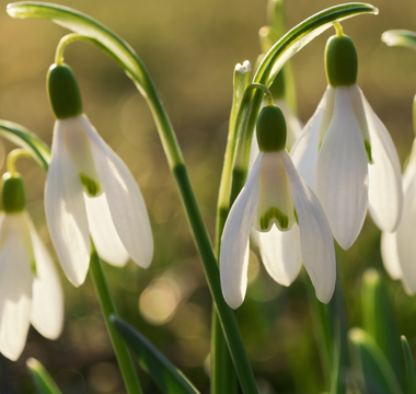 Snowdrops