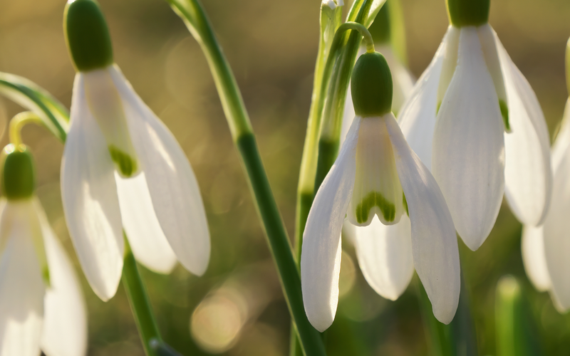 Snowdrops