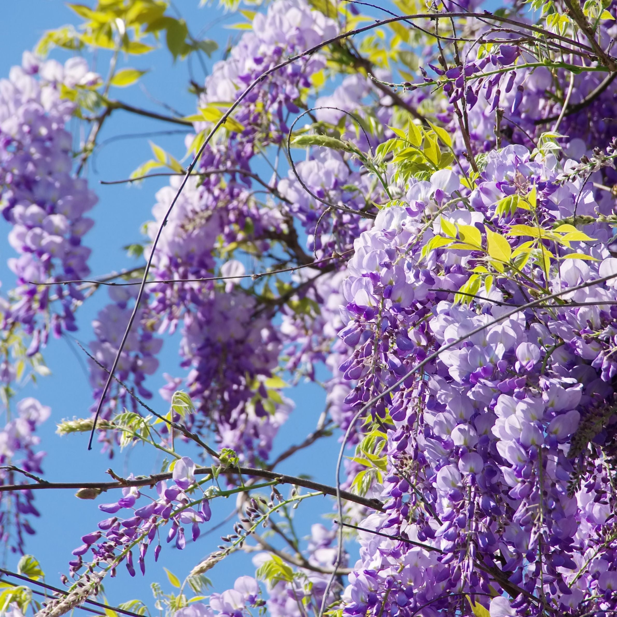 Wisteria