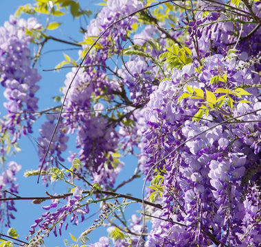 Wisteria