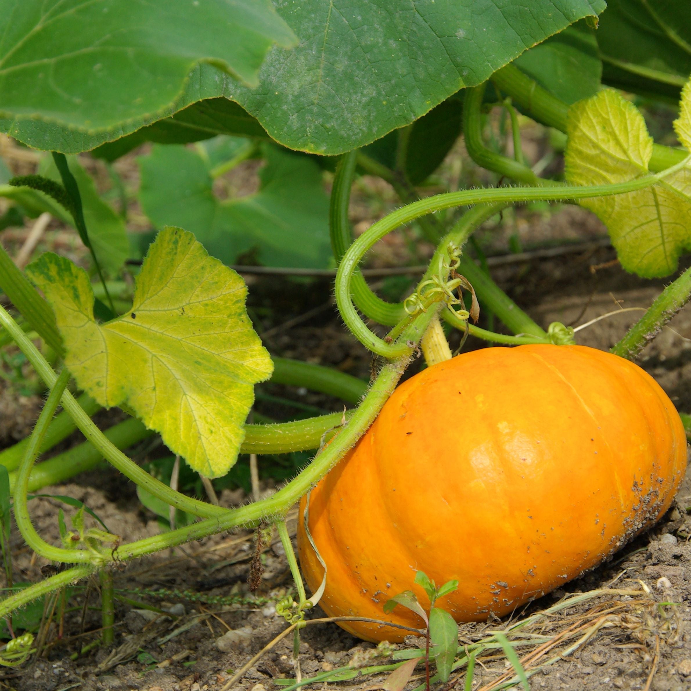 Pumpkin Growing