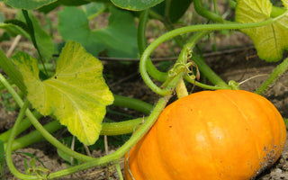 Pumpkin Growing