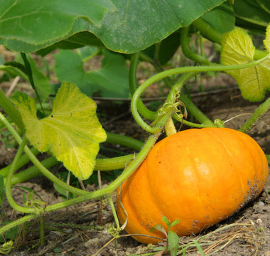 Pumpkin Growing