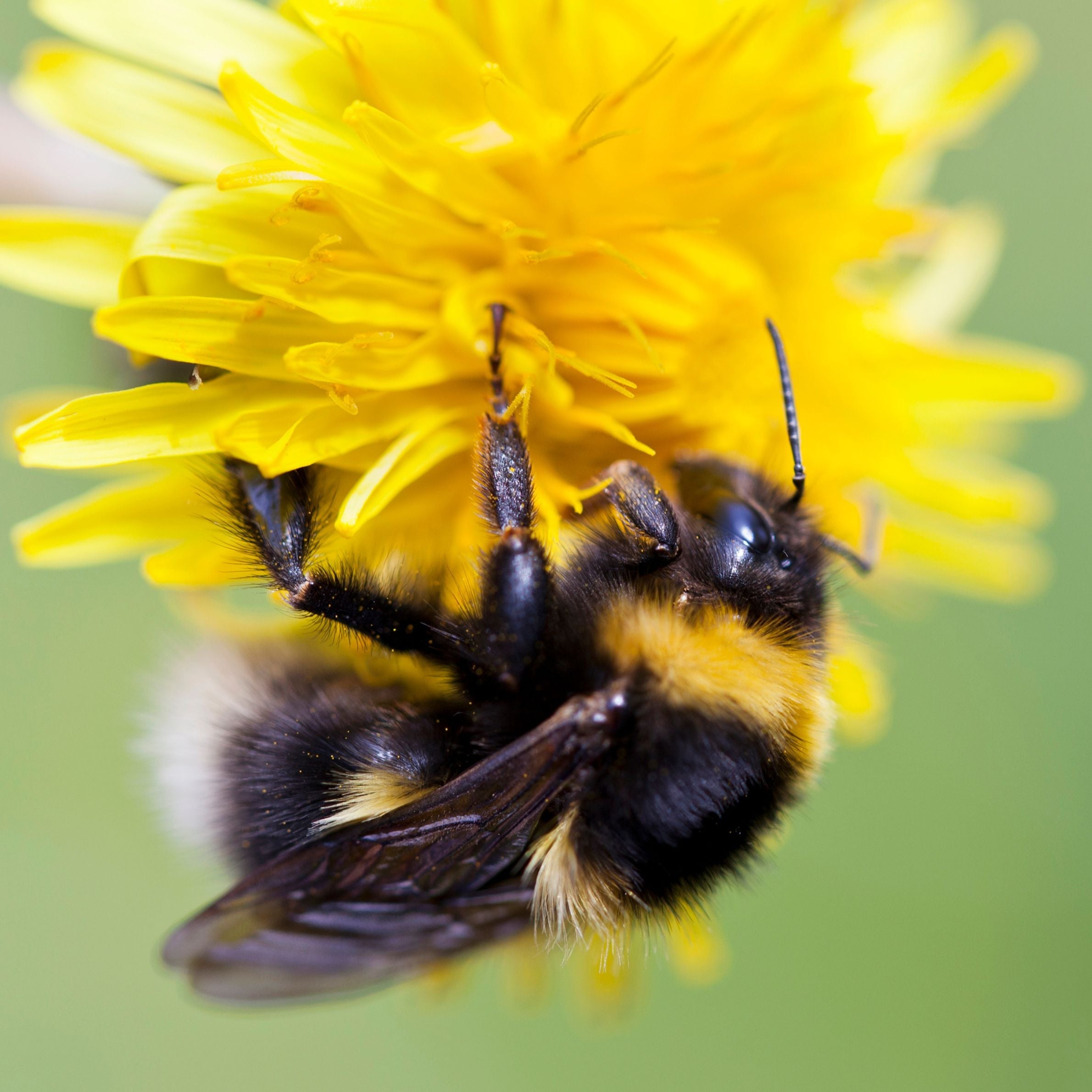 Bee on Yellow Flower