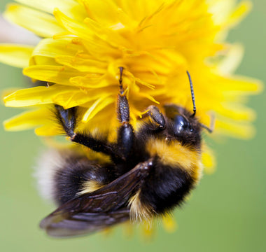 Bee on Yellow Flower