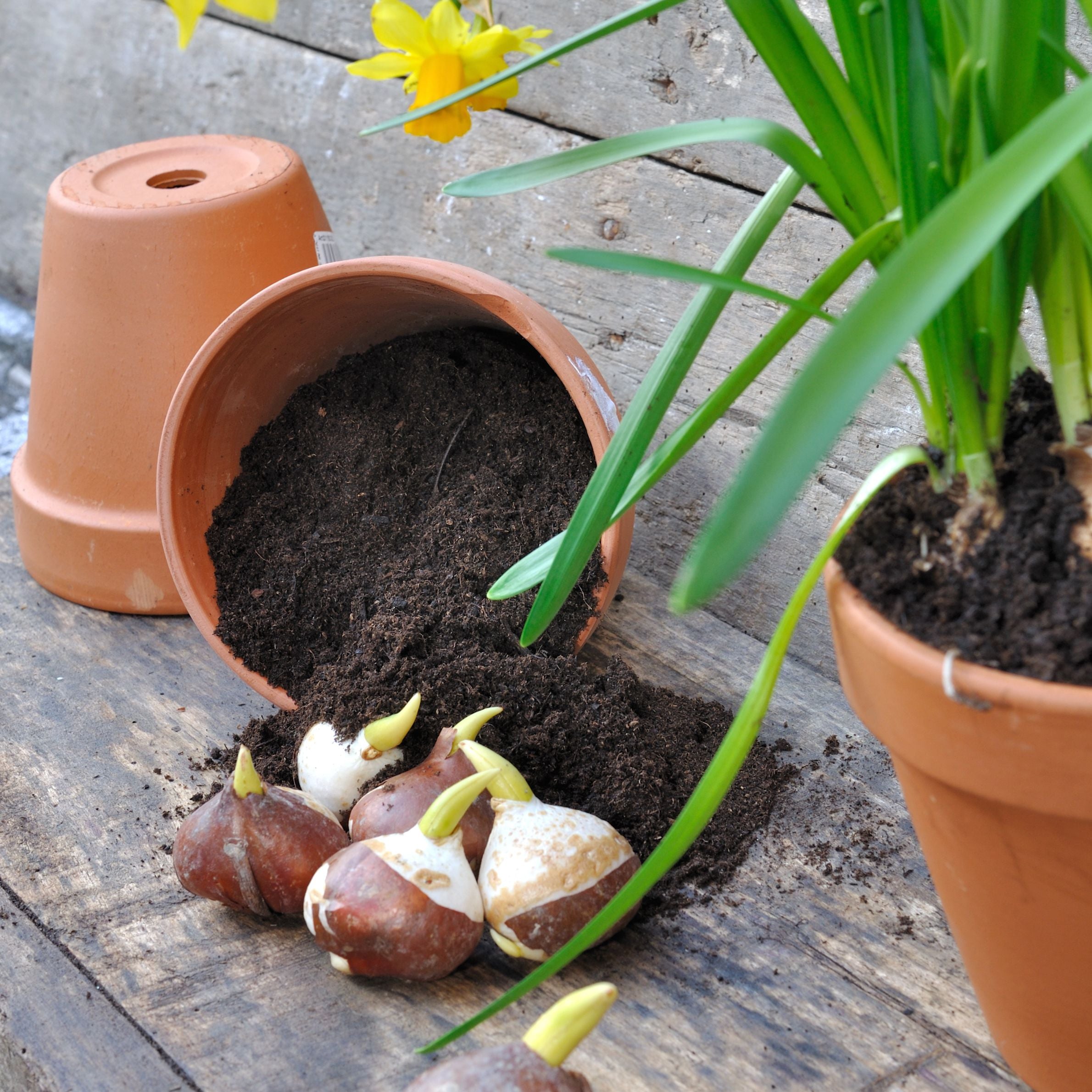 Bulbs outside of Pot