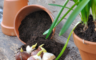 Bulbs outside of Pot