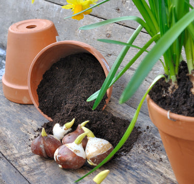 Bulbs outside of Pot