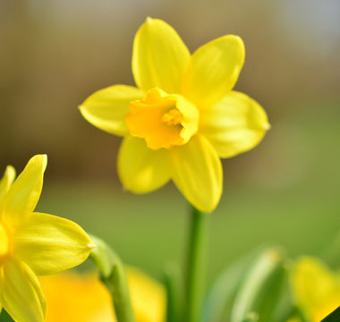 Daffodil