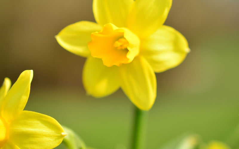 Daffodil