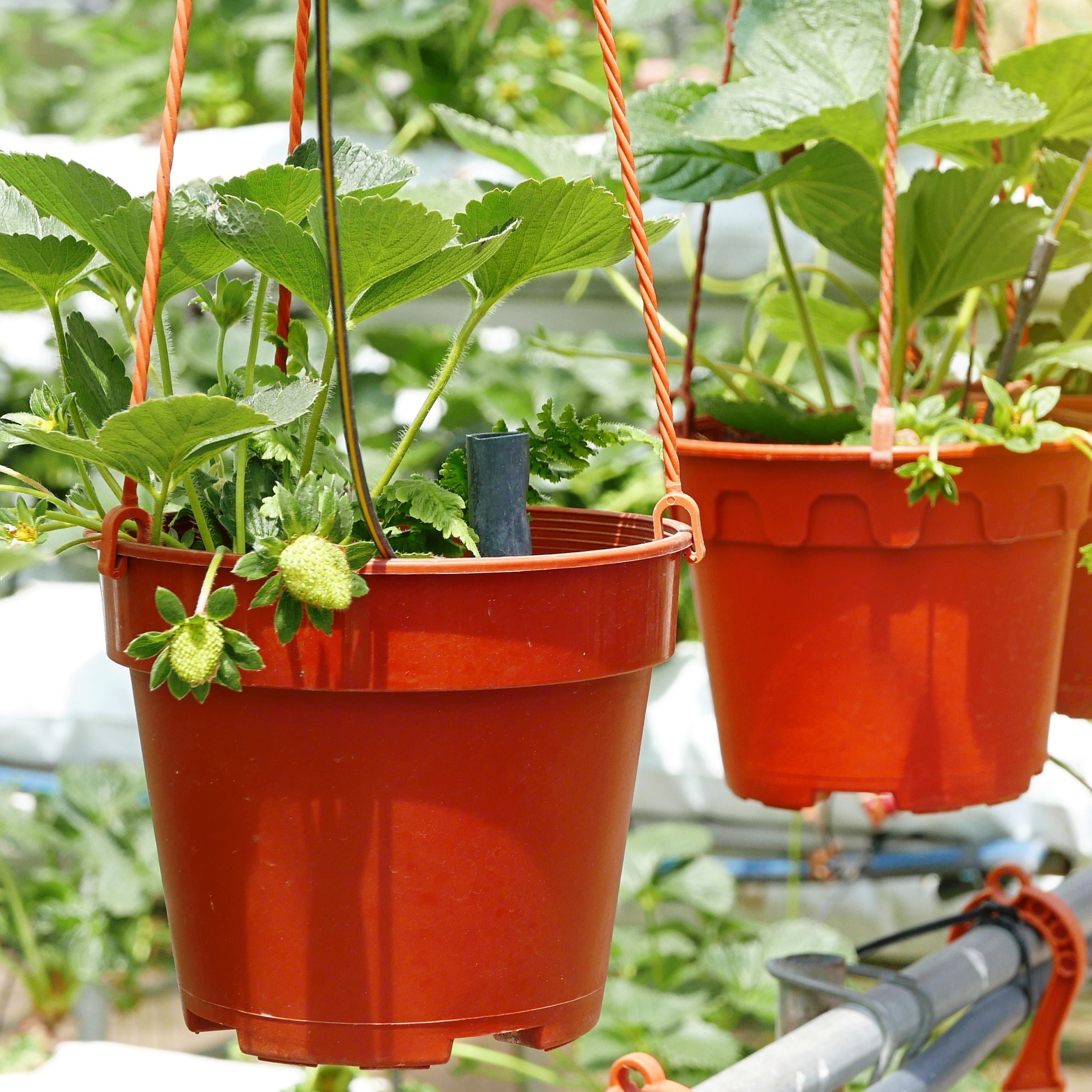 Strawberry growing in pot