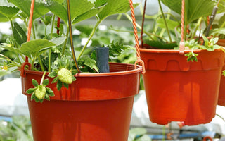 Strawberry growing in pot