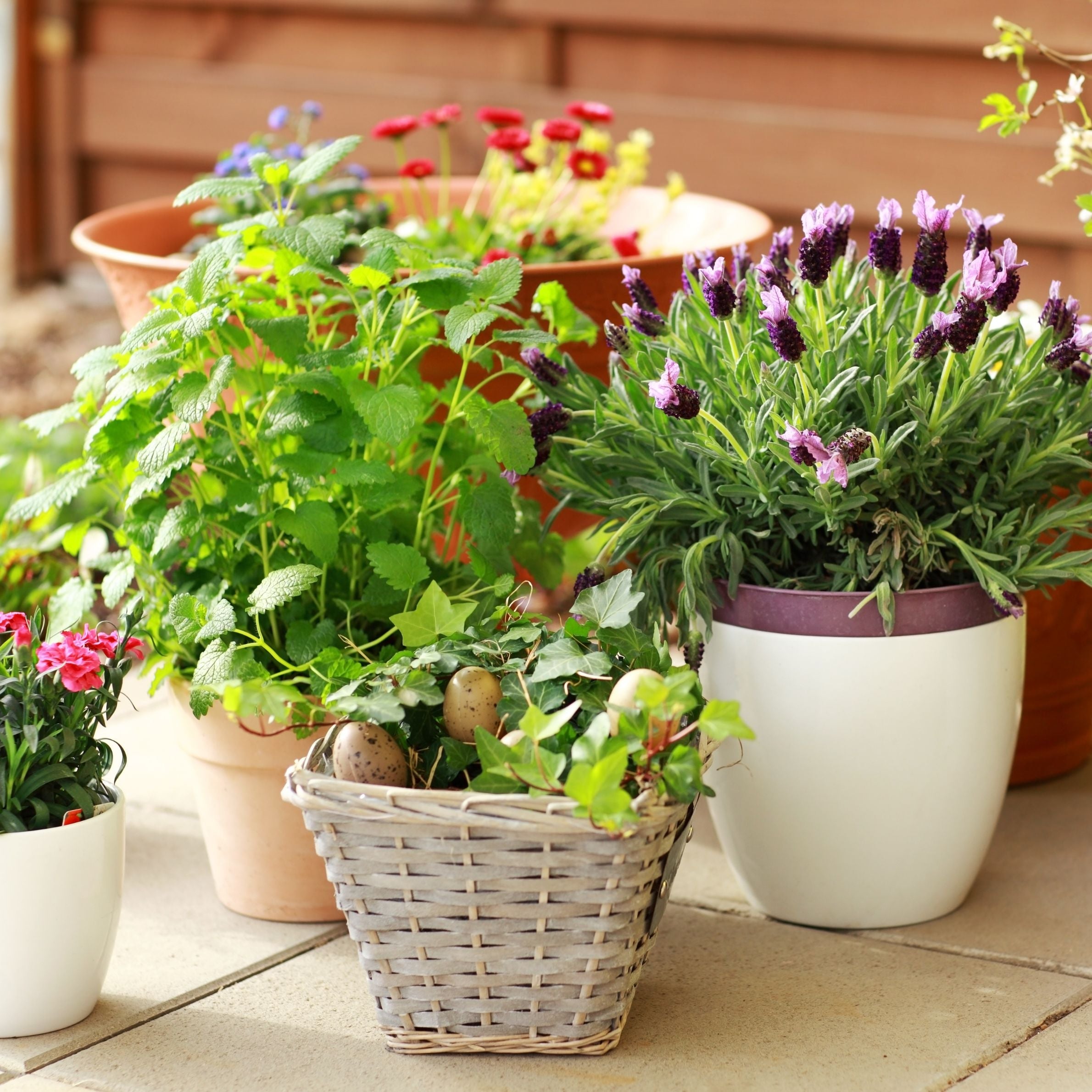 Pots with plants