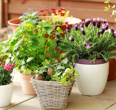 Pots with plants