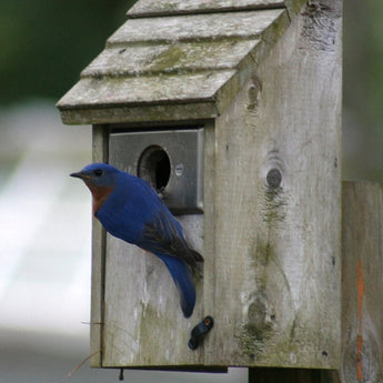 Nest Boxes