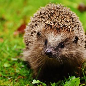 Hedgehog Care