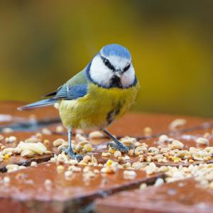 Bird Food