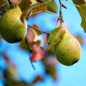 Fruit Trees and Soft Fruits