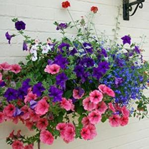 Hanging Baskets & Planted Containers