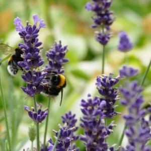 Herbaceous Perennials