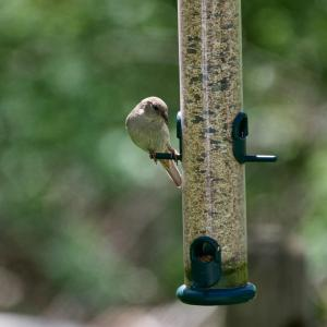 Bird Feeders