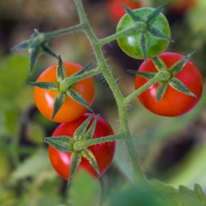 Fruit & Vegetable Seeds